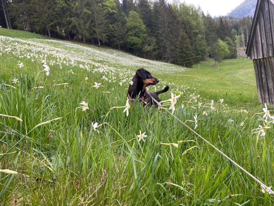 Alpenurlaub II Wohnung Mit Traumausblick Bad Mitterndorf Bagian luar foto